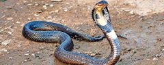 眼镜王蛇是什么蛇眼镜王蛇外观特征